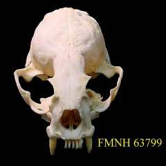Skull of a Smooth Otter, 
copyright Dr. Christopher J. Yahnke, University of Wisconsin